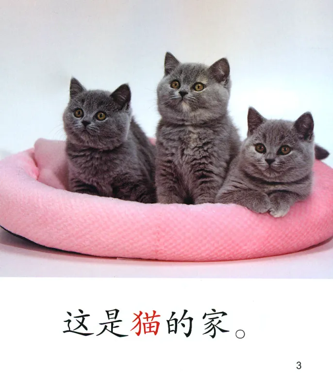 Cool Panda - Stufe 1 - Tiere [Chinesisch-Englisch] [Set 4 Bände + MP3-CD]. ISBN: 9787040408270